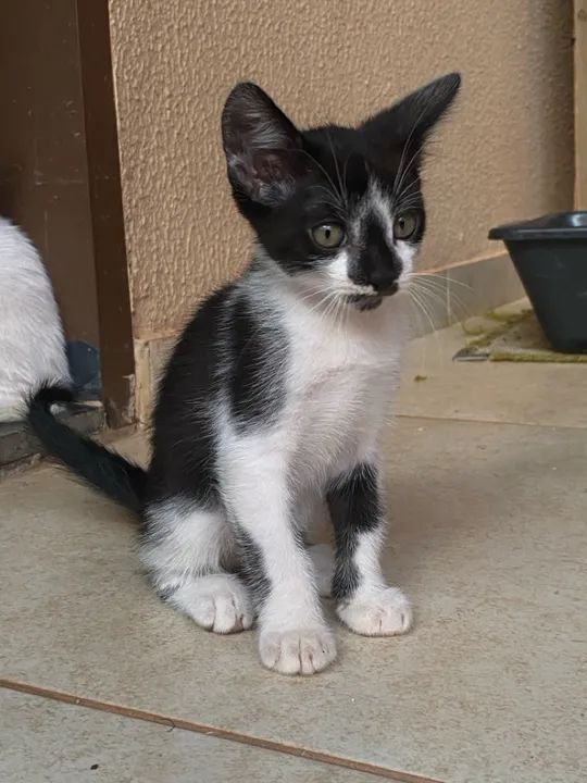 Doação responsável  - Foto 3