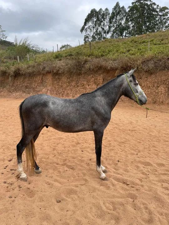 Vendo cavalo tordilho marcha picada 2 anos e 7 meses 