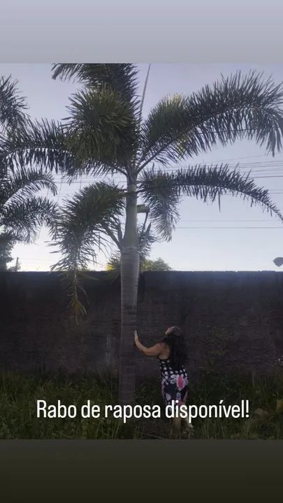 Palmeira Adulta para seu Sítio - Foto 5