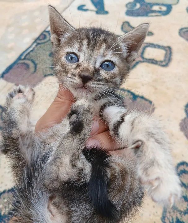 Gatinha para Doação 