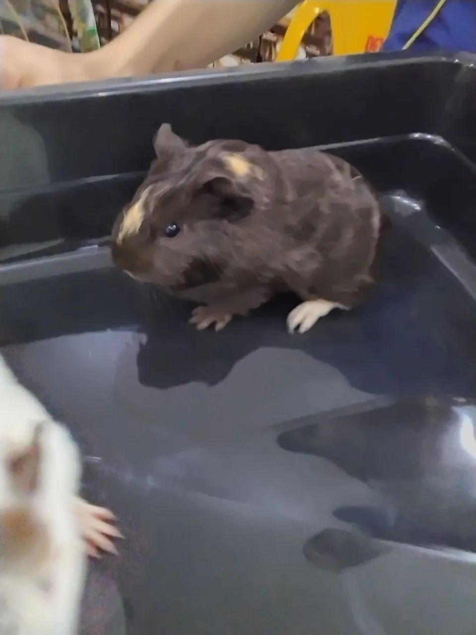 Filhotes de porquinho da Índia  - Foto 2