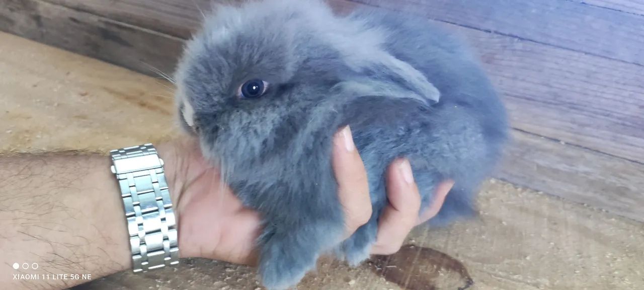 Lindos filhotes de coelhos 