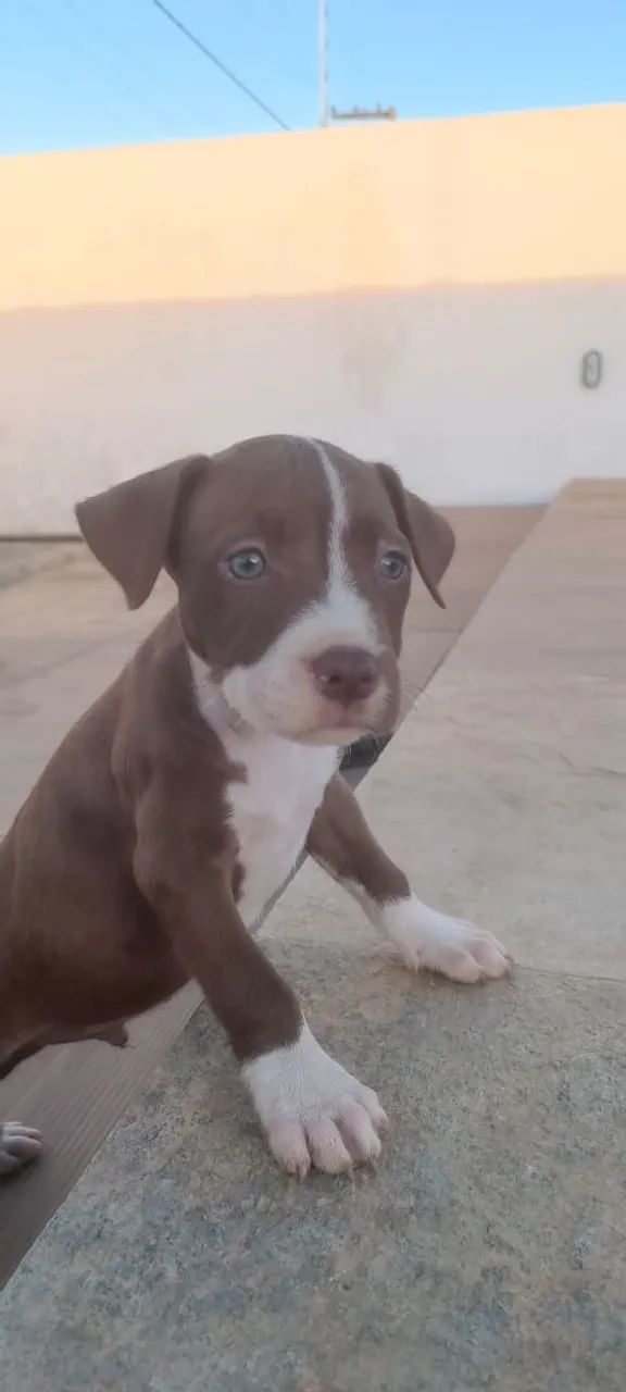 Filhote Pitbull de 45 dias  - Foto 3