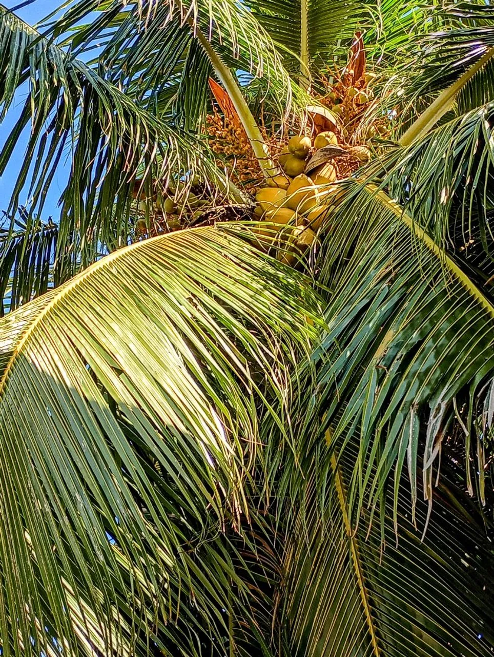 Mudas de coco amarelo anã gigante 