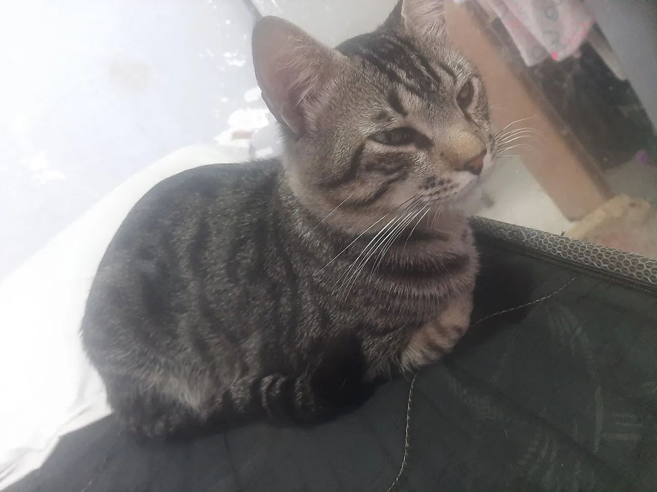 Doação de gato  - Foto 2