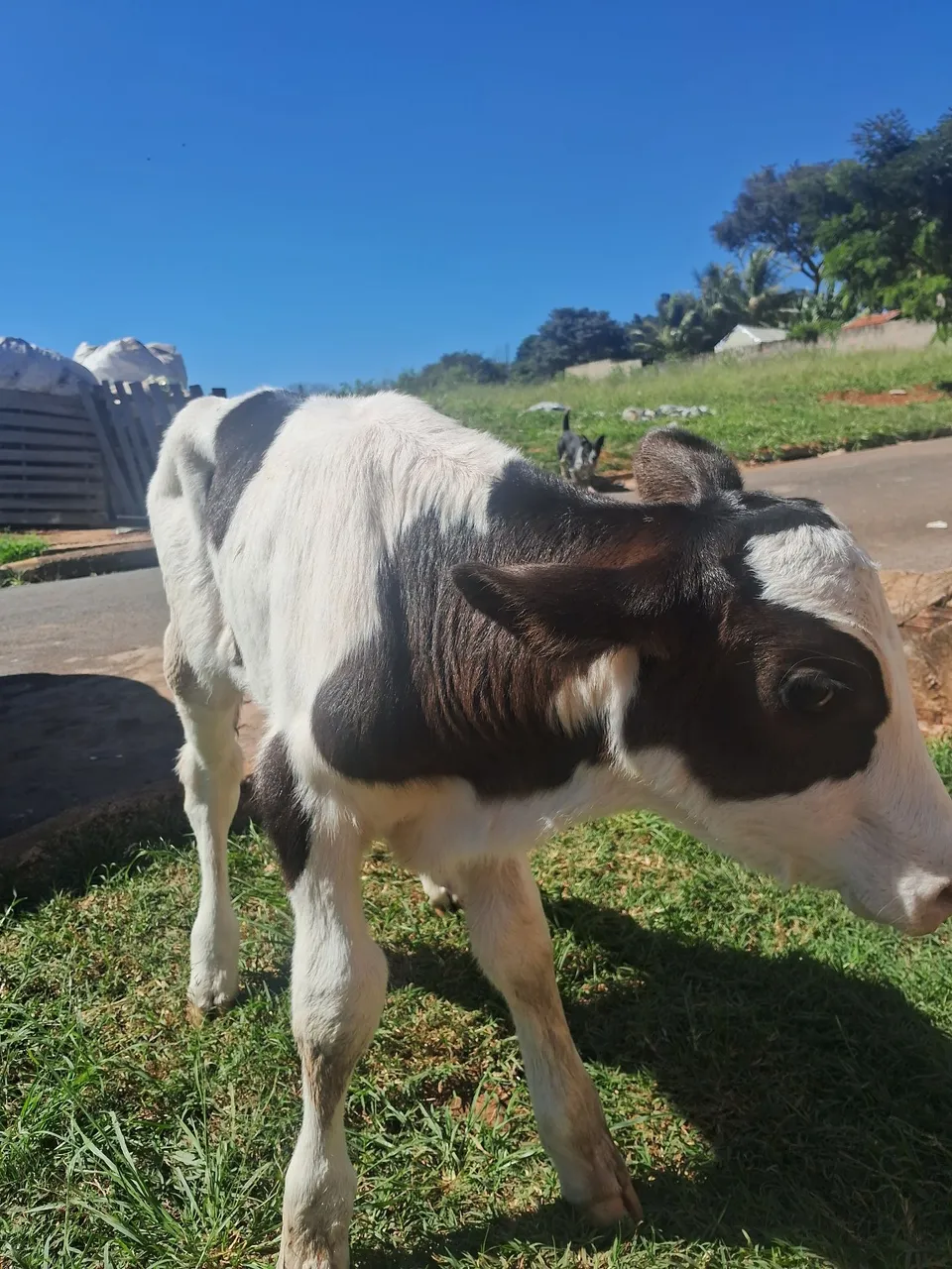 Vendo bezerro