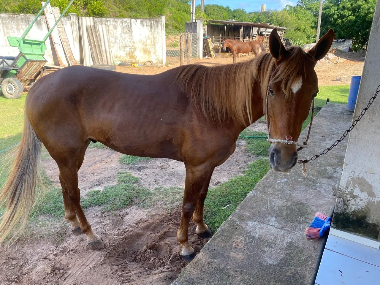 cavalo de esteira  - Foto 4