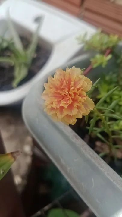 Mudas de Flores "Onze Horas" diversas variedades? - Foto 4