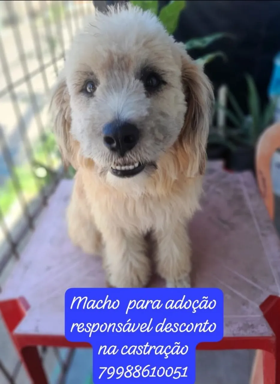 Cachorro macho para adoção responsável