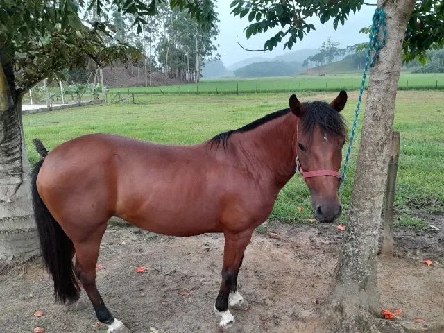 Égua crioula  - Foto 3