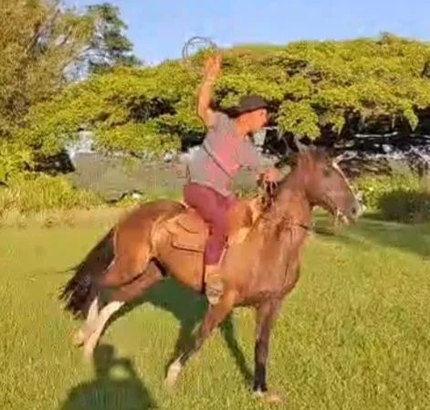 Castrado picaço bragado de barbada  - Foto 3