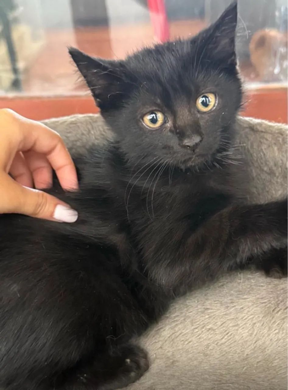 Gatinho preto fofinho para adoção