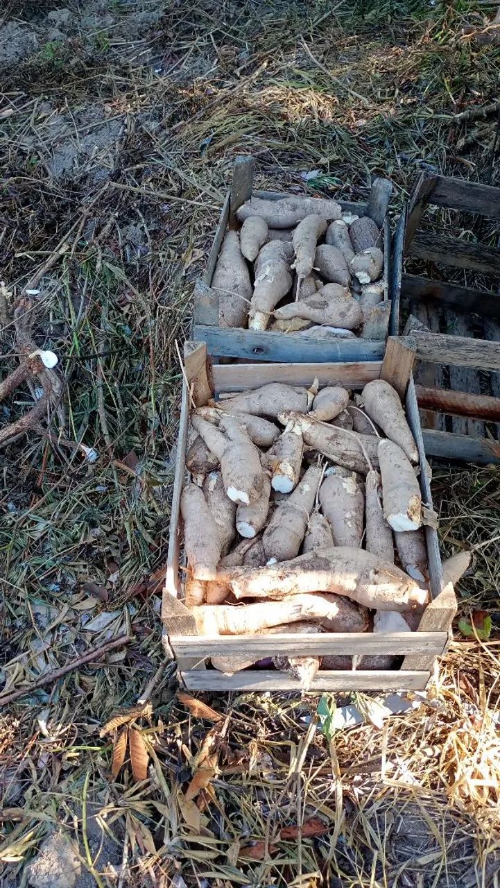 Vende se mandiocas fresca - Foto 4
