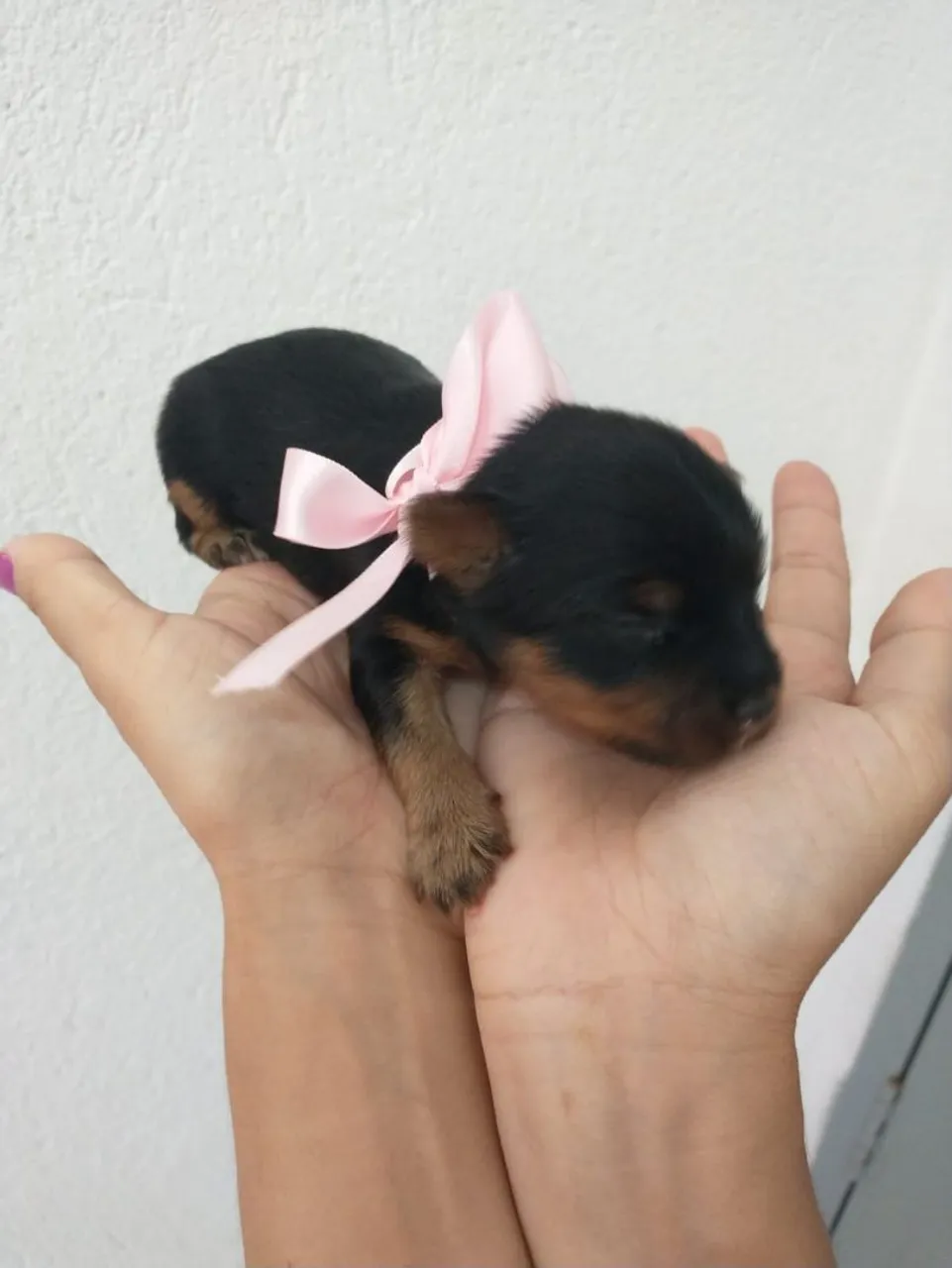Filhote de Yorkshire Terrier