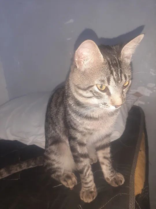 Doação de gato  - Foto 3