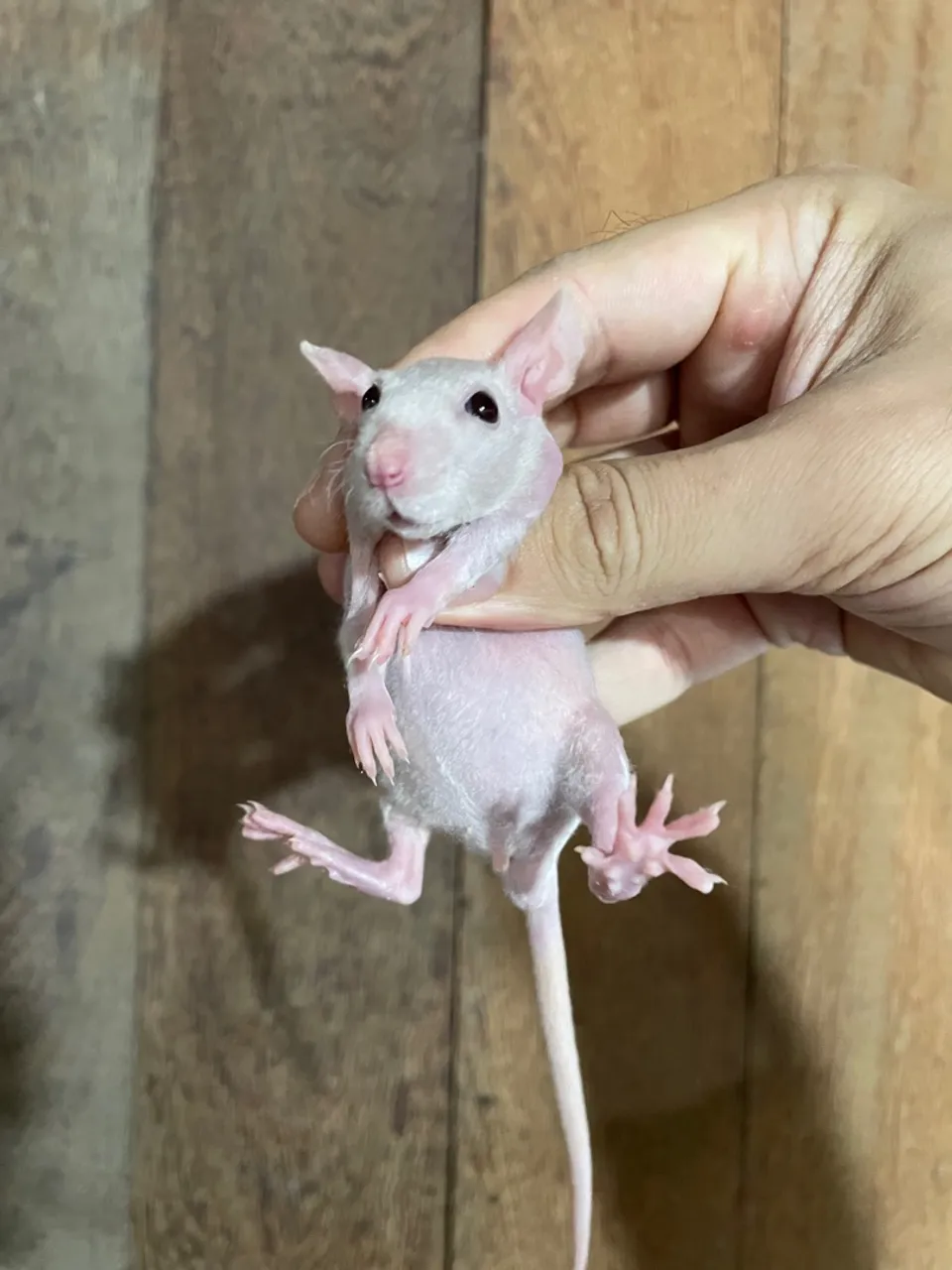 Ratos Twister