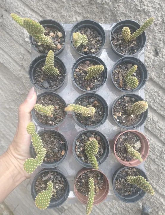 Cactos para venda