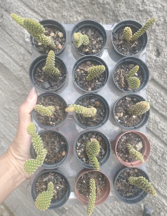 Cactos para venda