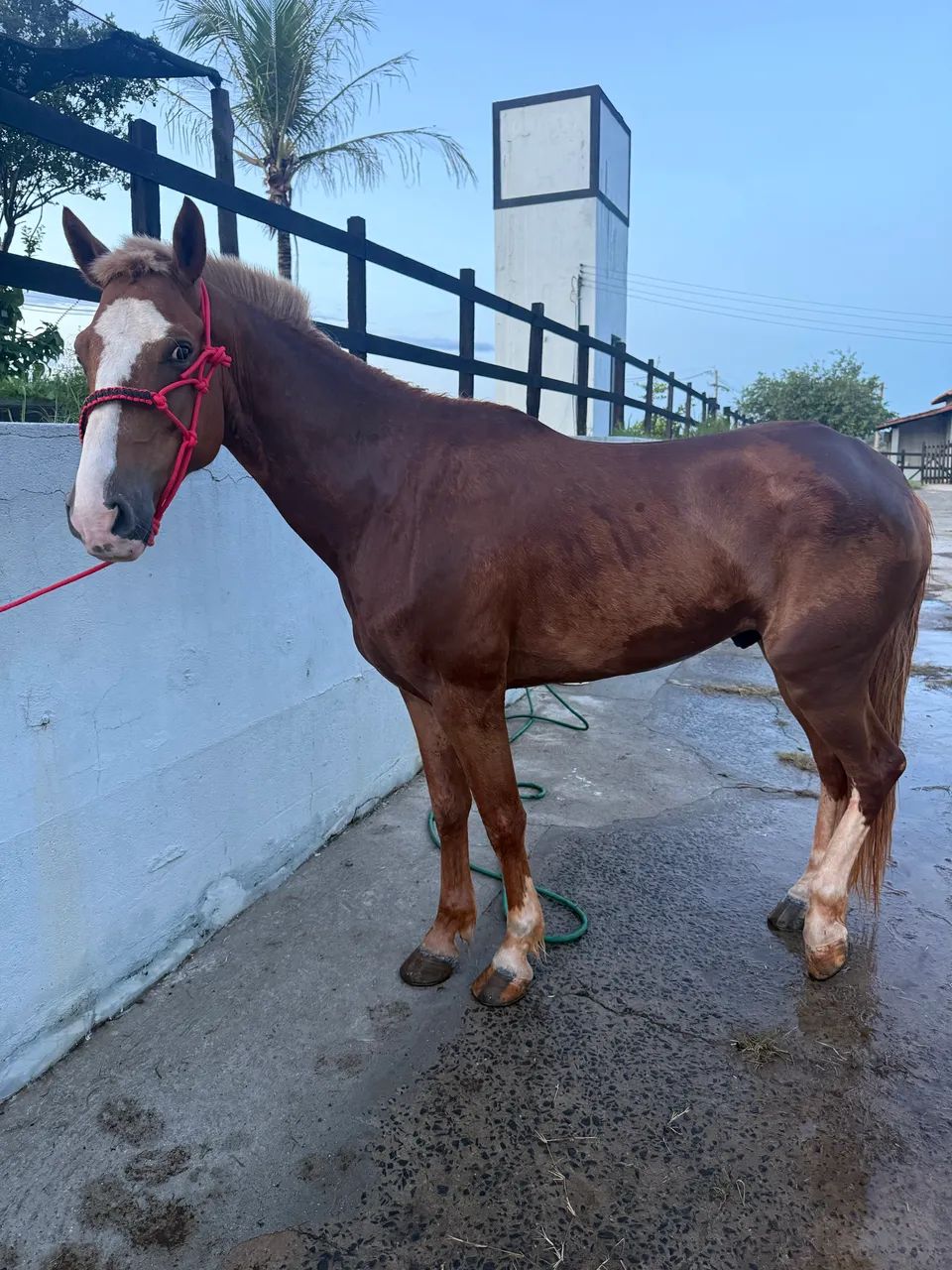 Cavalo mangalarga paulista 