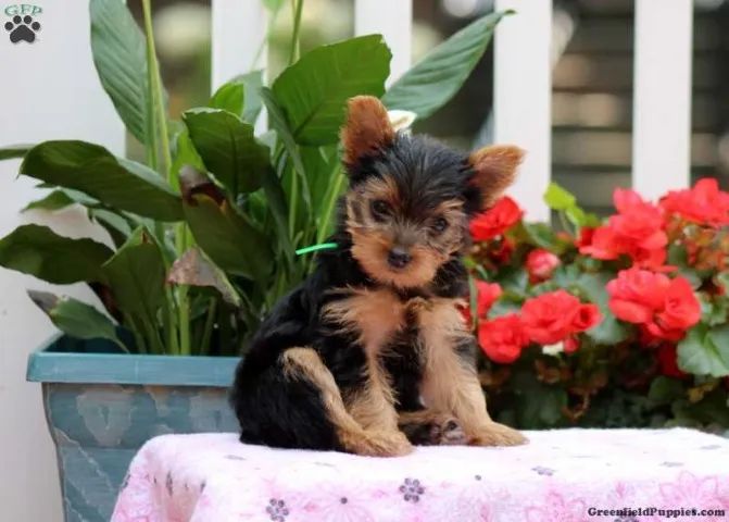 Yorkshire* Super pequenos 