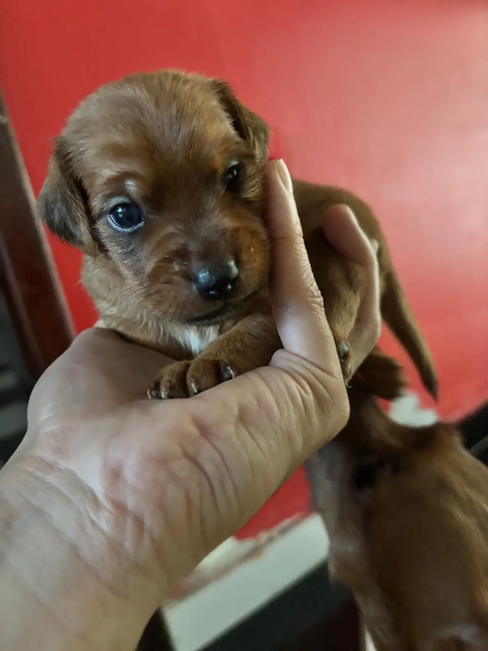 Filhotes de pinscher