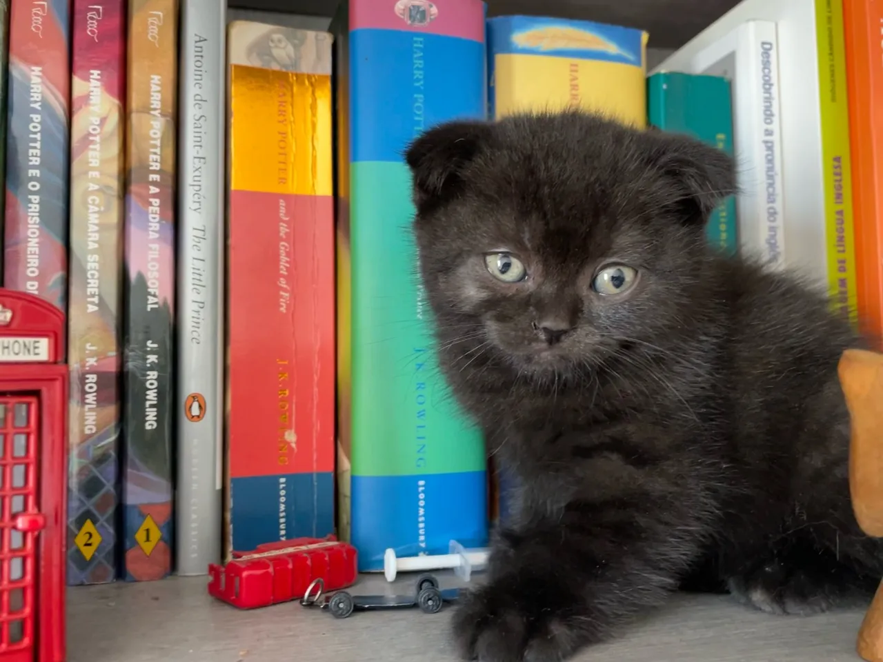 Filhote de gatoScottish Fold com pedegree
