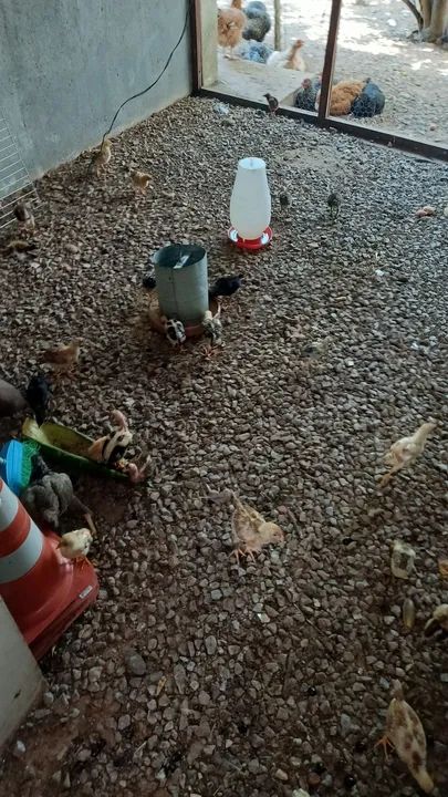 Pintos caipiras legítimo venda!