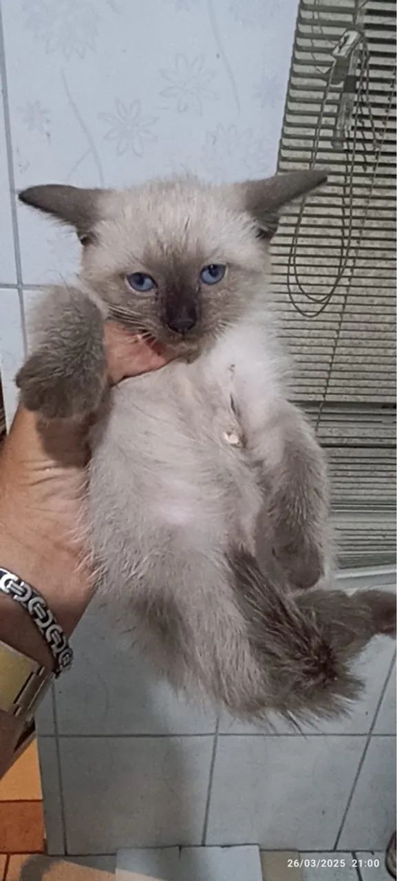 Doação de gatinhos  - Foto 6