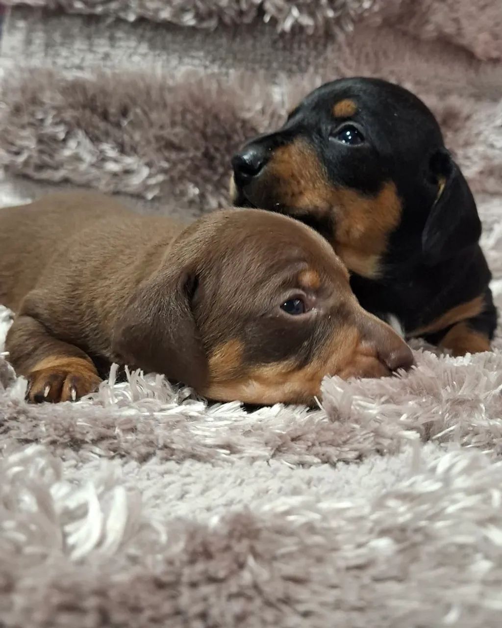 Filhote de linguicinha disponível! - Foto 5