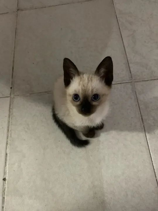 Três Gatinhos Siamês Lindos à Procura de um Lar - Foto 2