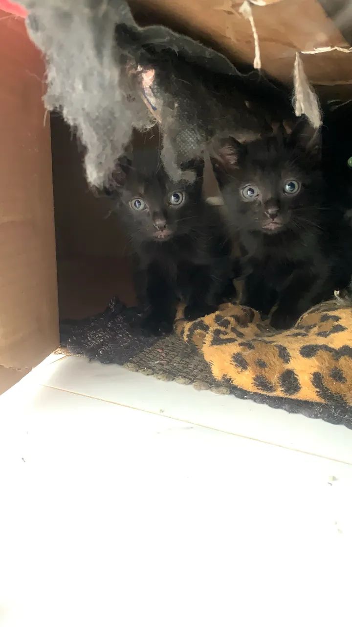Gatinhos filhotes para adoção 