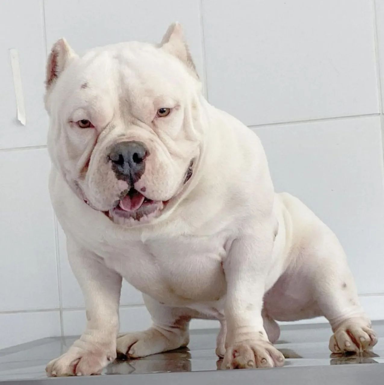 American Macho  disponível para venda ou cobertura 