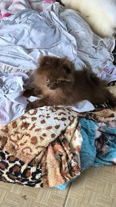 Spitz alemão  - Foto 2