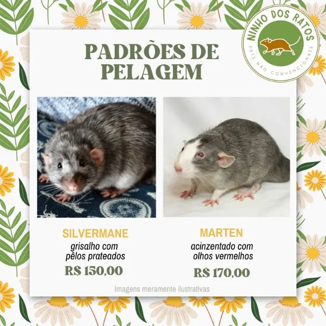 Ratos Twister - Siamês, Silvermane, Dumbo - Foto 3