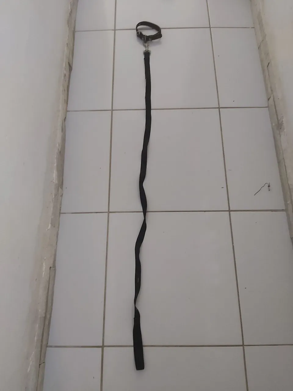 Coleira e guia para cães
