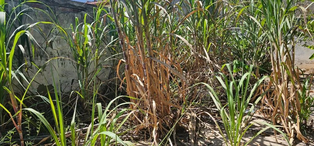 Cana para caldo de cana suco