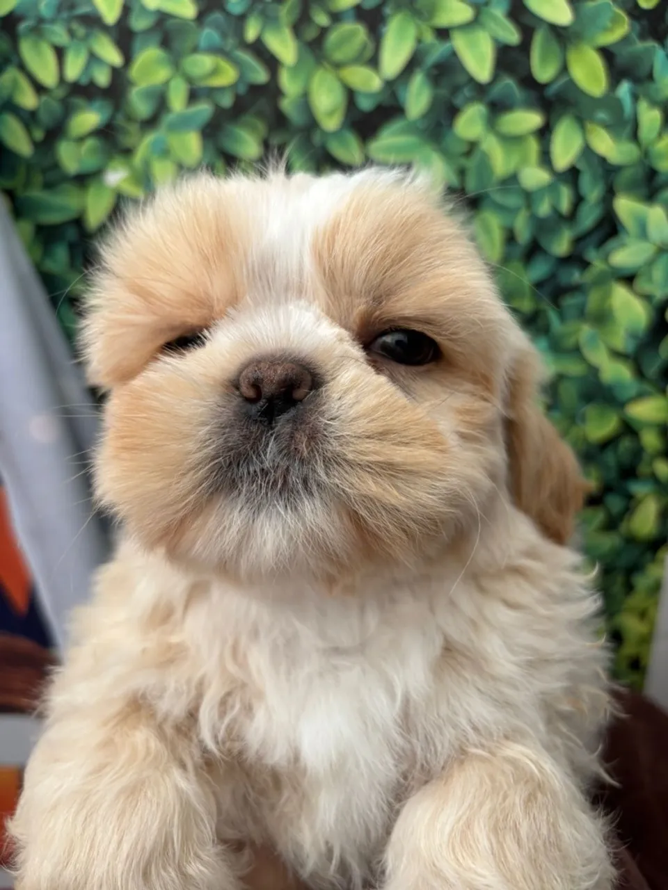 Filhote Shih Tzu disponível