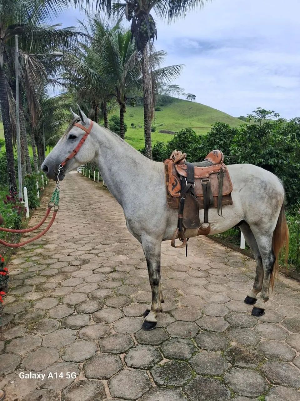 Cavalo  - Foto 6
