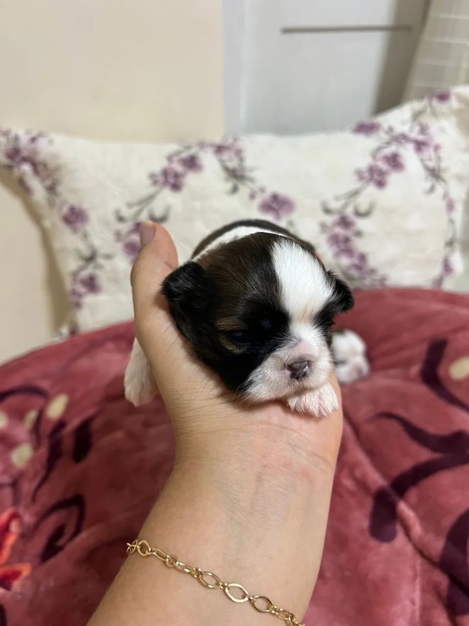 Filhote Shih Tzu - Foto 3