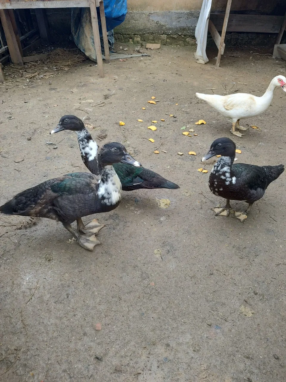Pato jovem e adulto