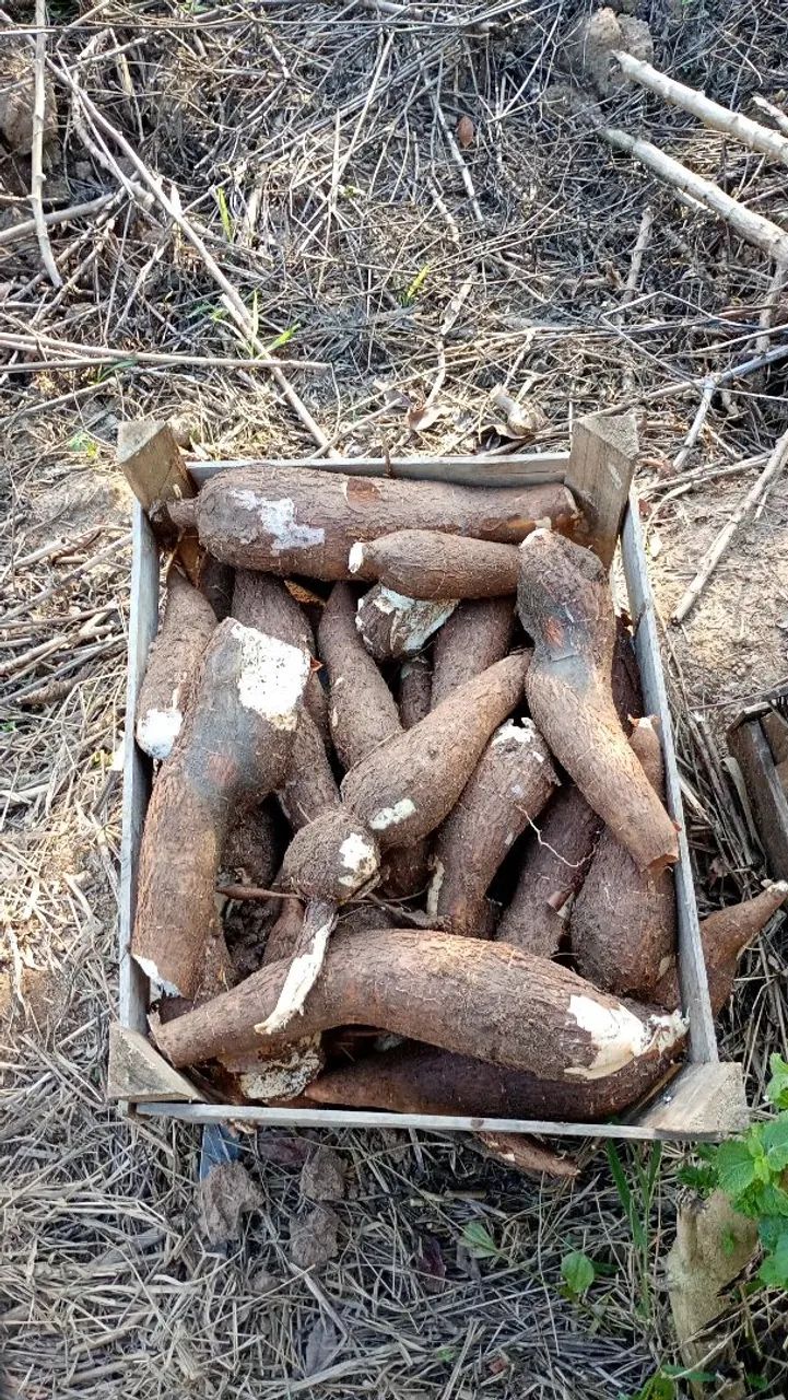 Vende se mandiocas fresca