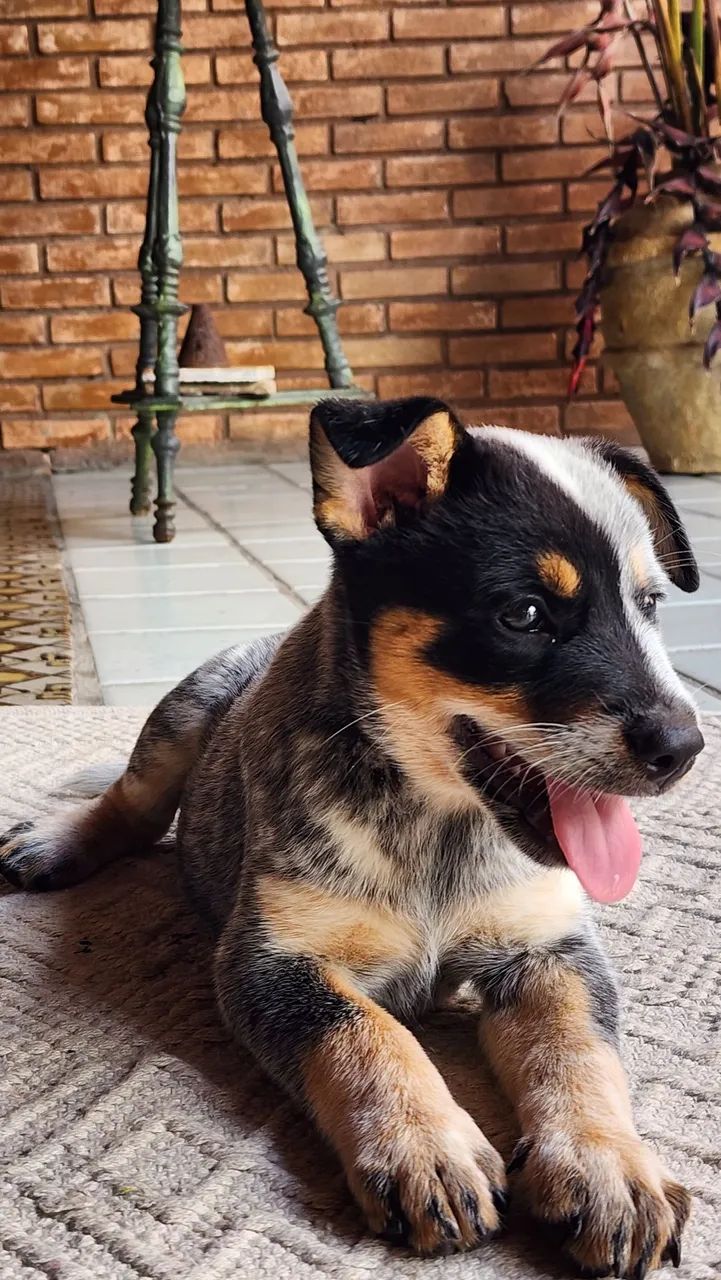  Cachorros boiadeiro australiano  - Foto 2
