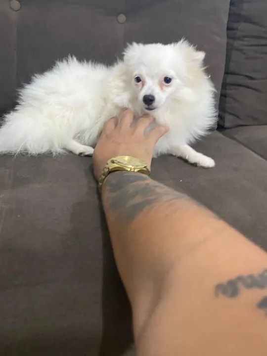 Filhote de Spitz Alemão- fêmea com 7 meses