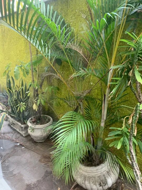 Conjunto de Vasos para Plantas