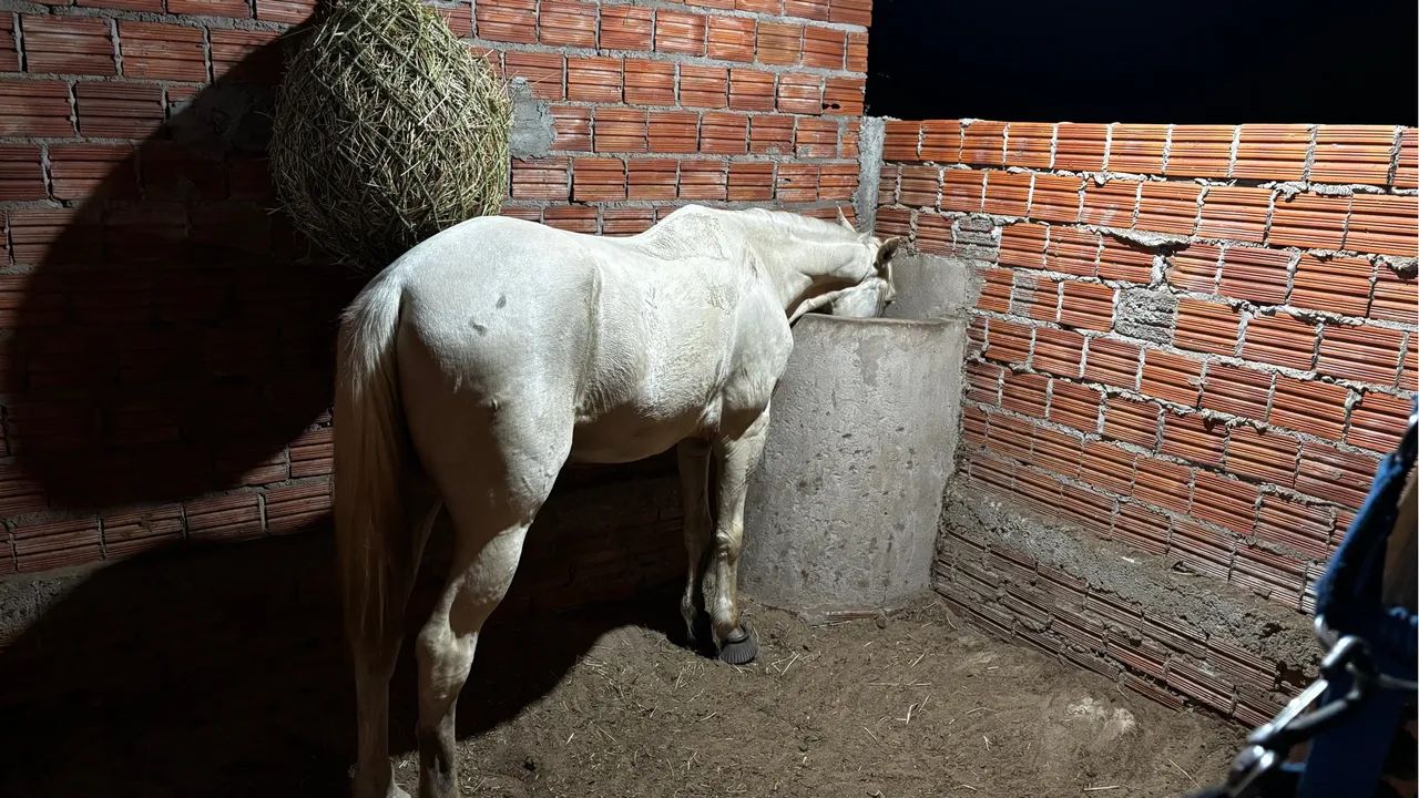 Vendo cavalo de esteira