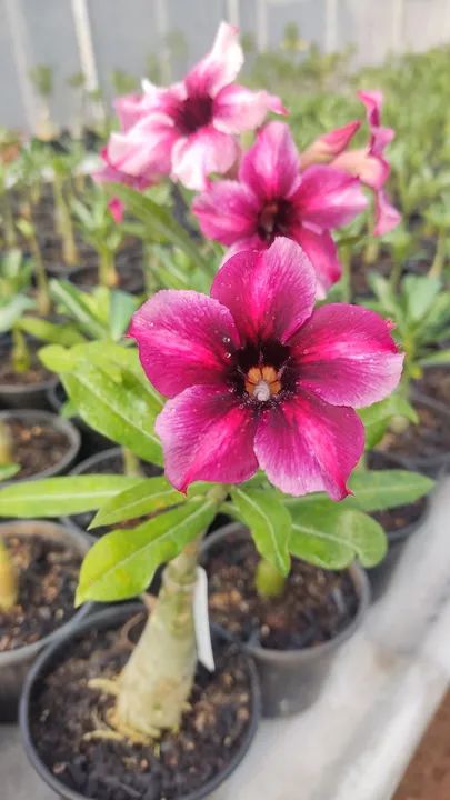  (Rosa do Deserto) Barbie girl  - Foto 2