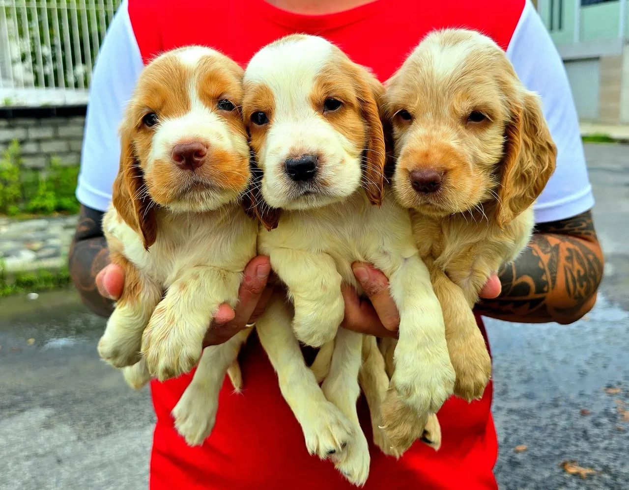 Filhotes de Cocker Spaniel de FUÇO ROSA E OLHOS VERDES
