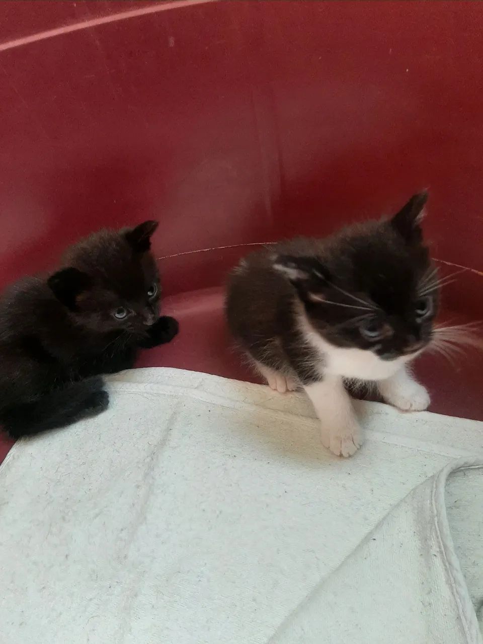 Gatinhos para adoção  - Foto 2