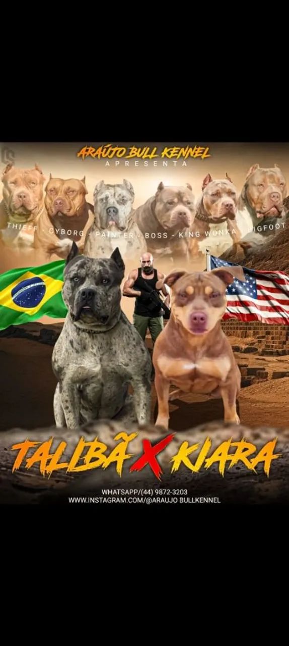 Genética importada BRAZILIAN BULL