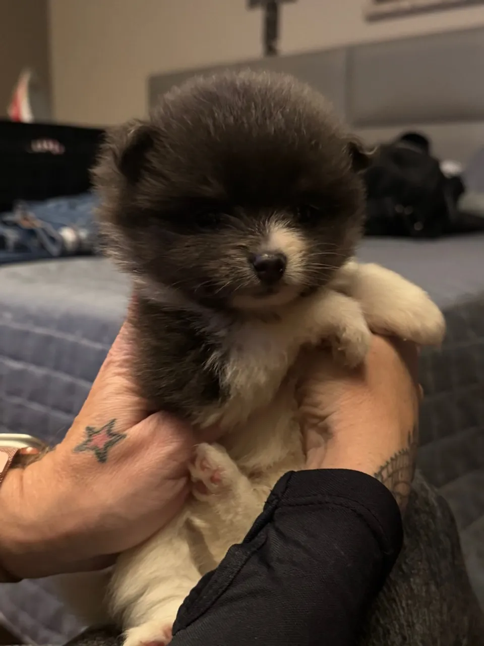 Filhote de Spitz Alemão / Lulu da pomerânia sangue puro- Qualidade garantida!